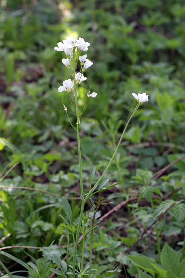 Изображение особи Cardamine tenera.