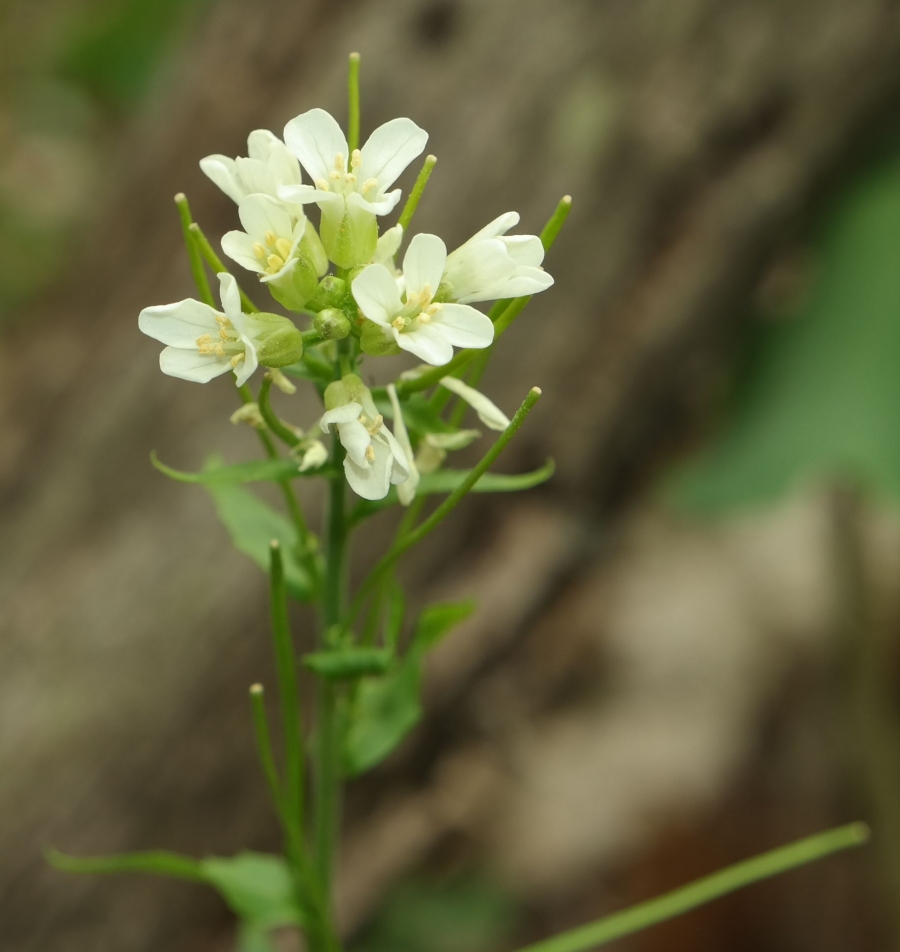 Изображение особи Arabis turrita.