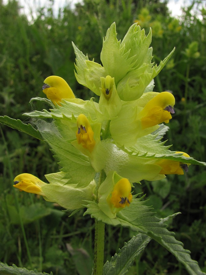 Изображение особи Rhinanthus vernalis.