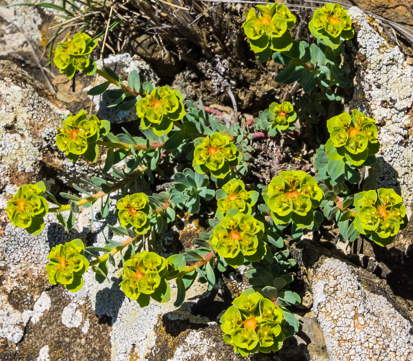 Image of Euphorbia petrophila specimen.