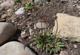 Androsace septentrionalis
