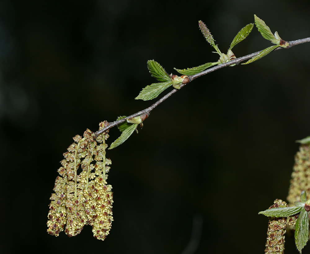 Image of Betula dauurica specimen.