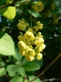 Berberis amurensis. Соцветие. Хабаровск, ул. Ульяновская, 60, в культуре. 22.05.2018.