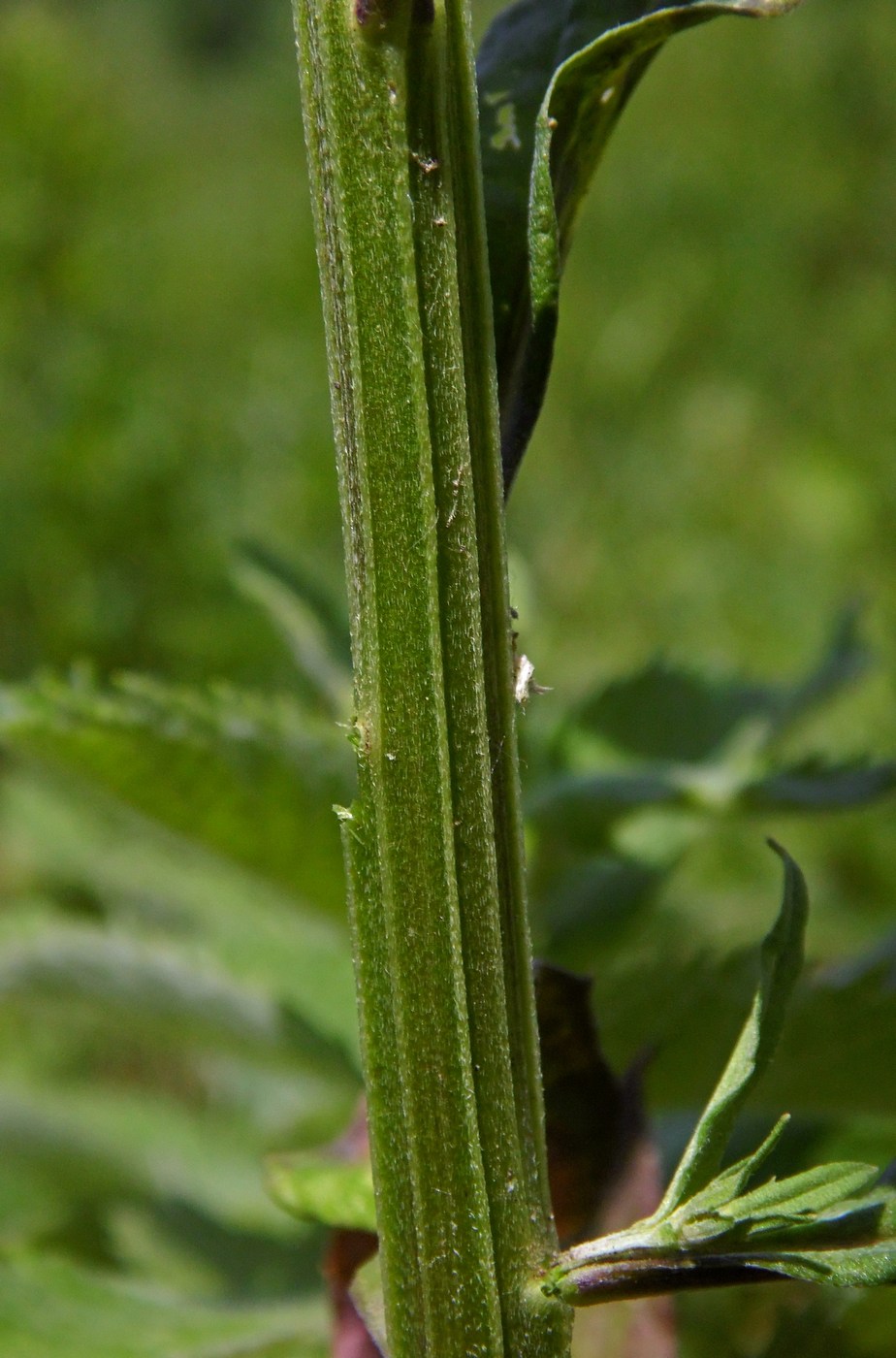 Изображение особи Erysimum aureum.