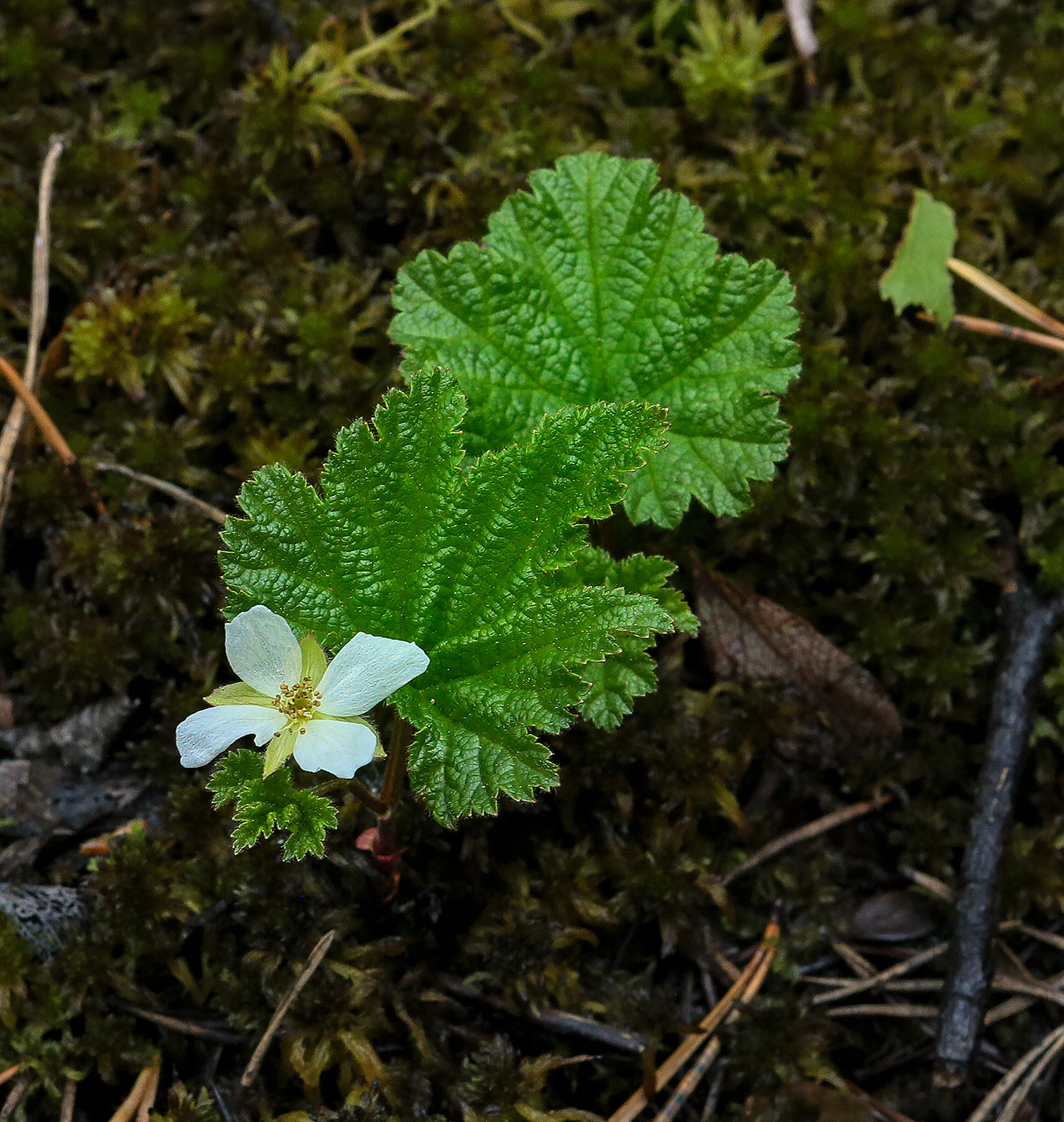 Изображение особи Rubus chamaemorus.