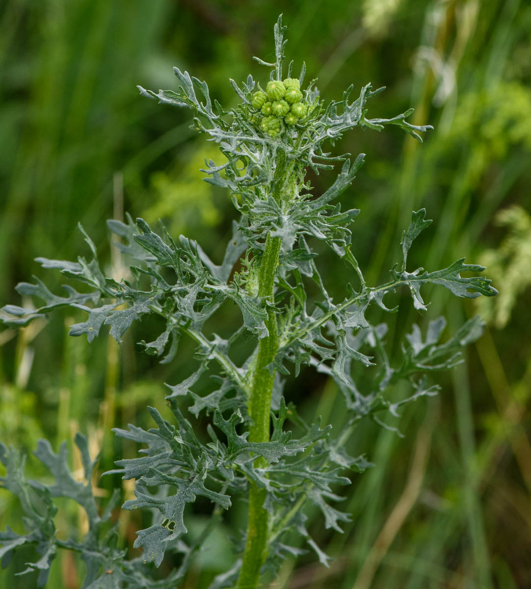 Image of Senecio jacobaea specimen.