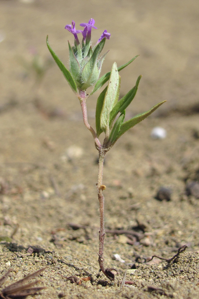 Изображение особи Ziziphora capitata.