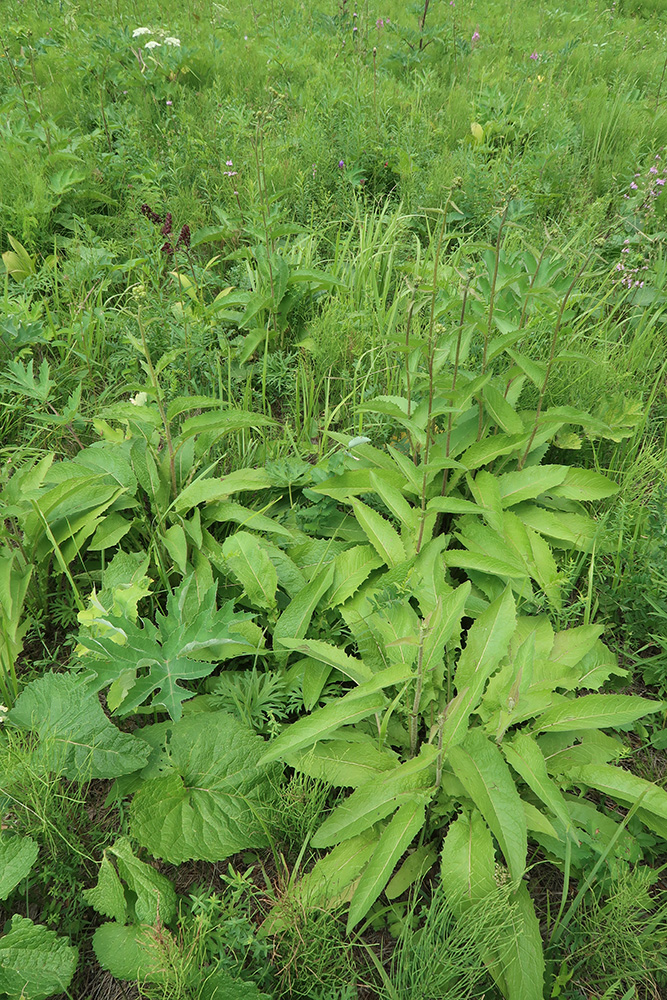 Image of Crepis sibirica specimen.