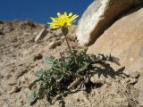 genus Taraxacum
