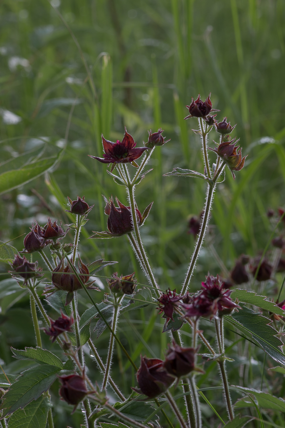 Image of Comarum palustre specimen.