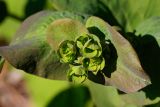 Bupleurum longifolium subspecies aureum