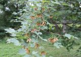 Acer hyrcanum