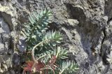 Euphorbia rigida. Побеги. Крым, окр. пос. Никита, Никитская расселина, на скале. 02.09.2018.