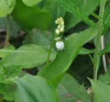 Convallaria majalis