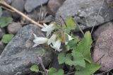 Campanula dolomitica