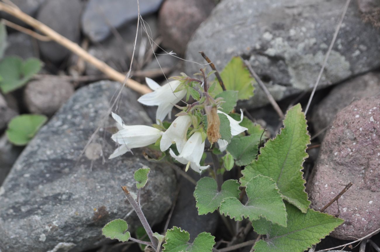 Изображение особи Campanula dolomitica.