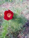 Paeonia tenuifolia