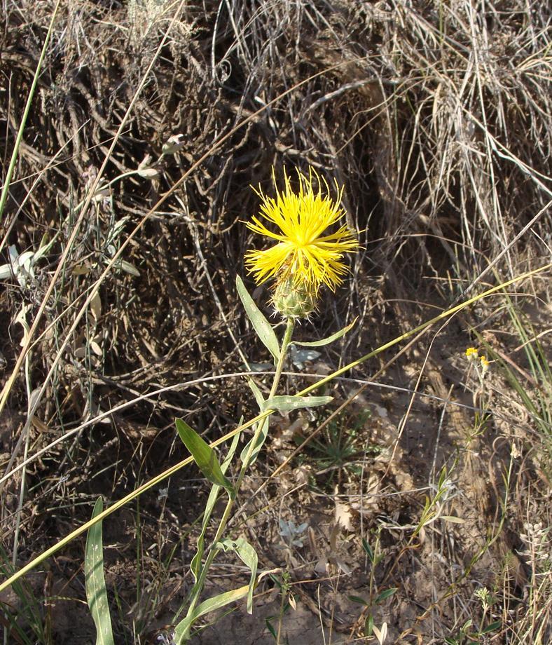 Изображение особи Cheirolepis persica.