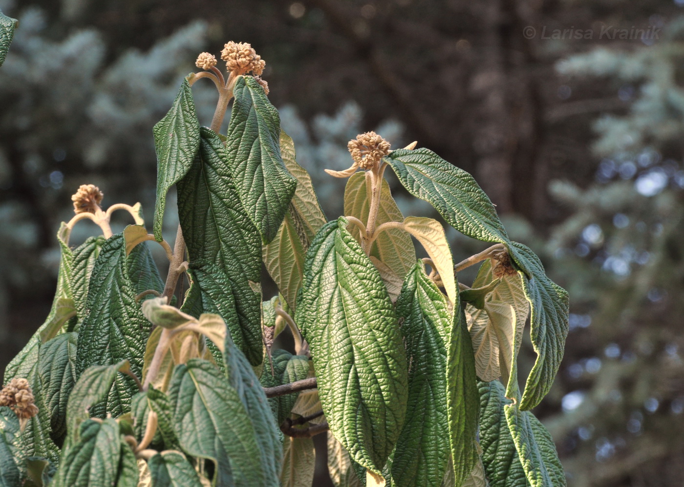 Image of Viburnum rhytidophyllum specimen.