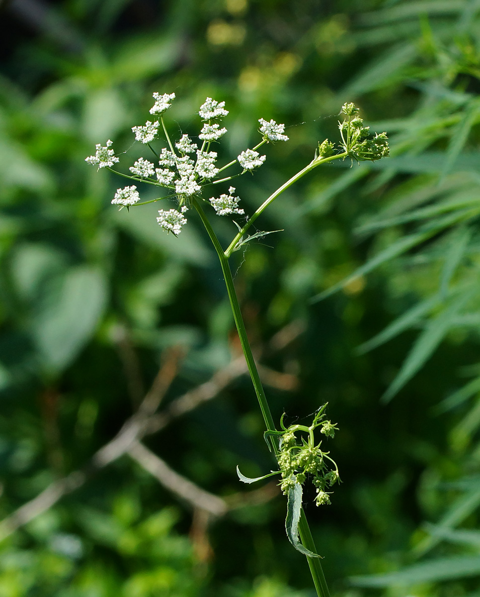 Изображение особи Sium latifolium.