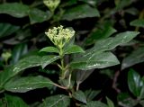 Viburnum tinus