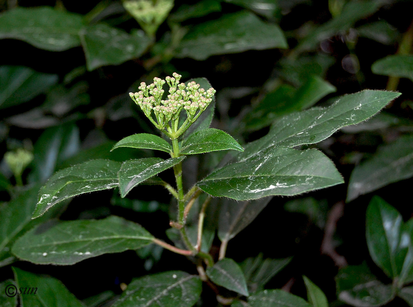 Изображение особи Viburnum tinus.