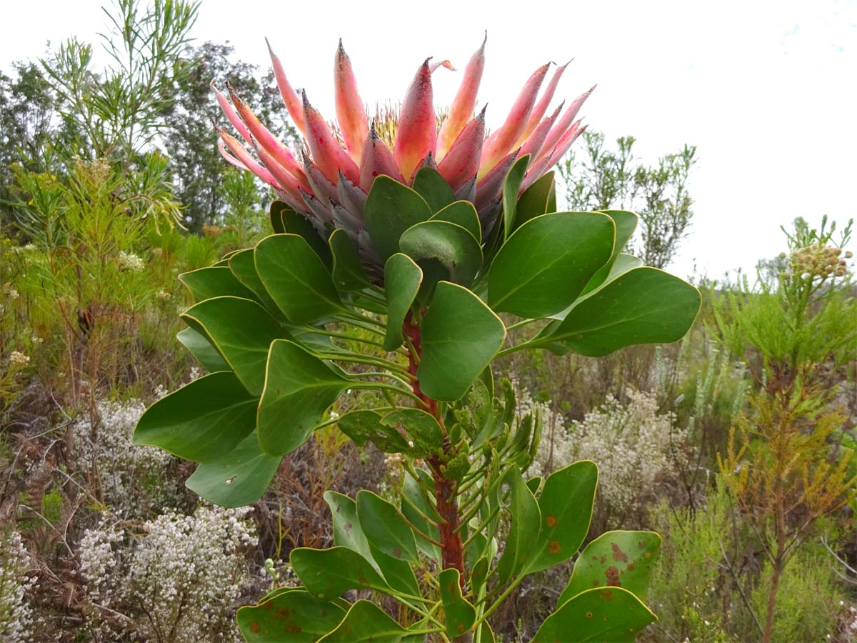 Image of Protea cynaroides specimen.