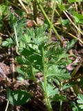 Erodium cicutarium. Лист (нижняя сторона). Свердловская обл., г. Екатеринбург, окр. пос. Шабровский, заброшенное сельскохозяйственное поле. 20.08.2018.