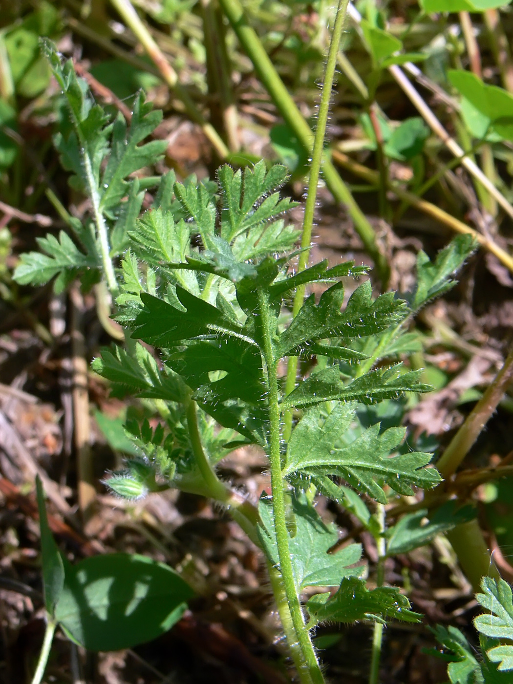 Image of Erodium cicutarium specimen.