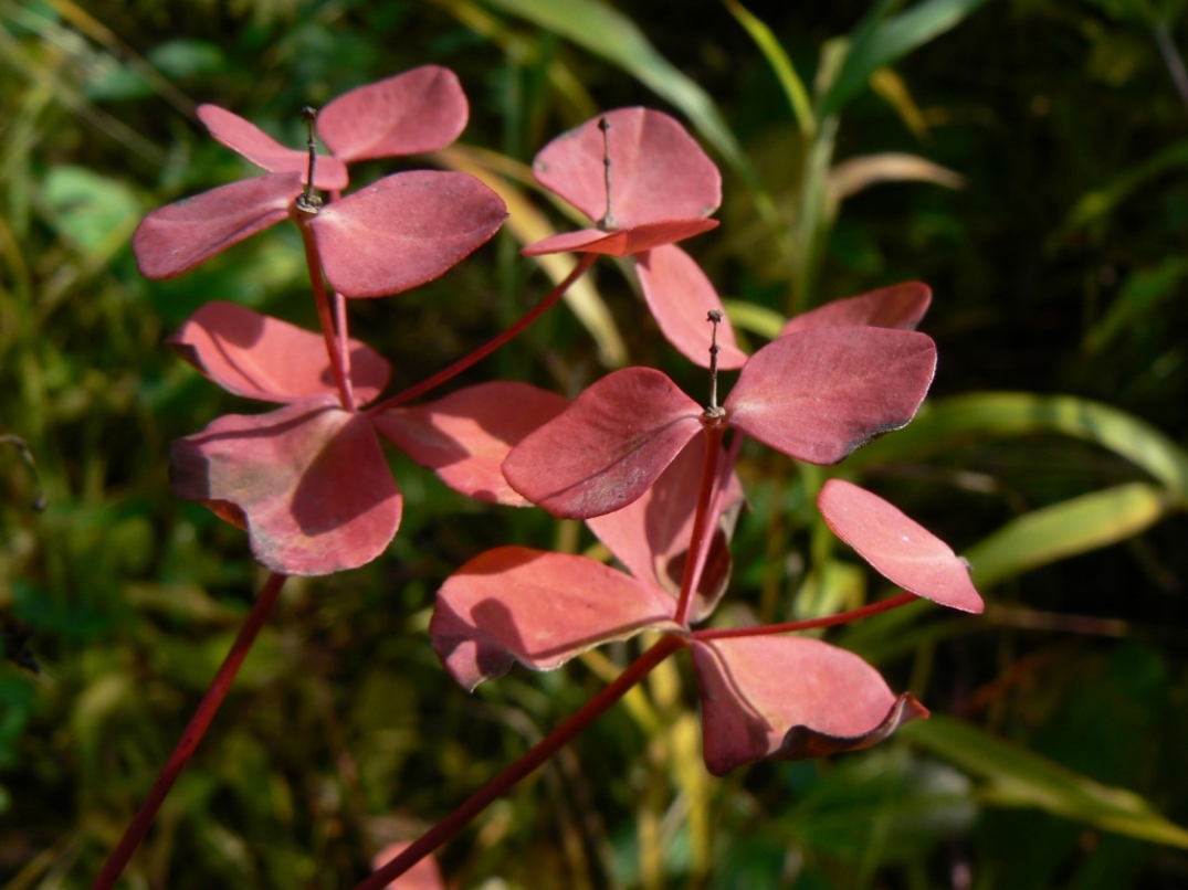 Image of Euphorbia lucorum specimen.