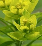 Euphorbia procera. Часть соцветия. Северная Осетия, север Осетинской равнины, правобережье р. Урсдон. 09.05.2010.