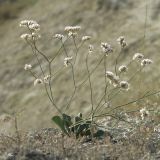 Limonium dichroanthum. Отцветшее растение. Кыргызстан, Джалал-Абадская обл., Токтогульский р-н, южный берег Токтогульского вдхр., западные окр. аила Уч-Терек; Внутренний Тянь-Шань, Токтогульская котловина, северо-восточный шлейф Ферганского хребта, долина ручья Сандык-Кёль-Сай, эрозионные бедленды; подгорная галофитнокустарничково-однолетнесолянково-полынная пустыня на автоморфных солонцах по светлым пестроцветам, выс. 1080 м н.у.м. 22 августа 2018 г.