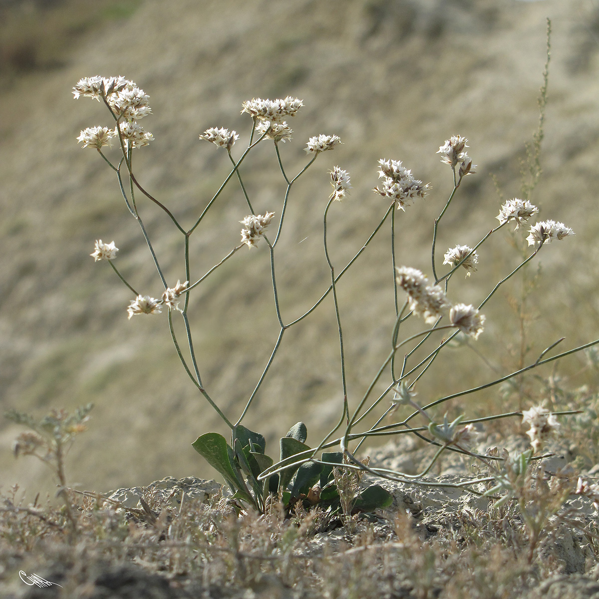 Изображение особи Limonium dichroanthum.