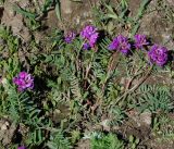 Oxytropis teres