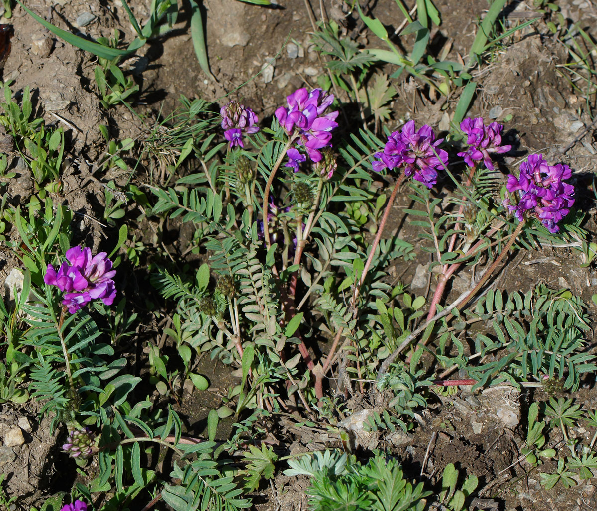 Изображение особи Oxytropis teres.