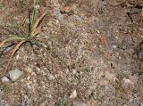 Centaurium pulchellum