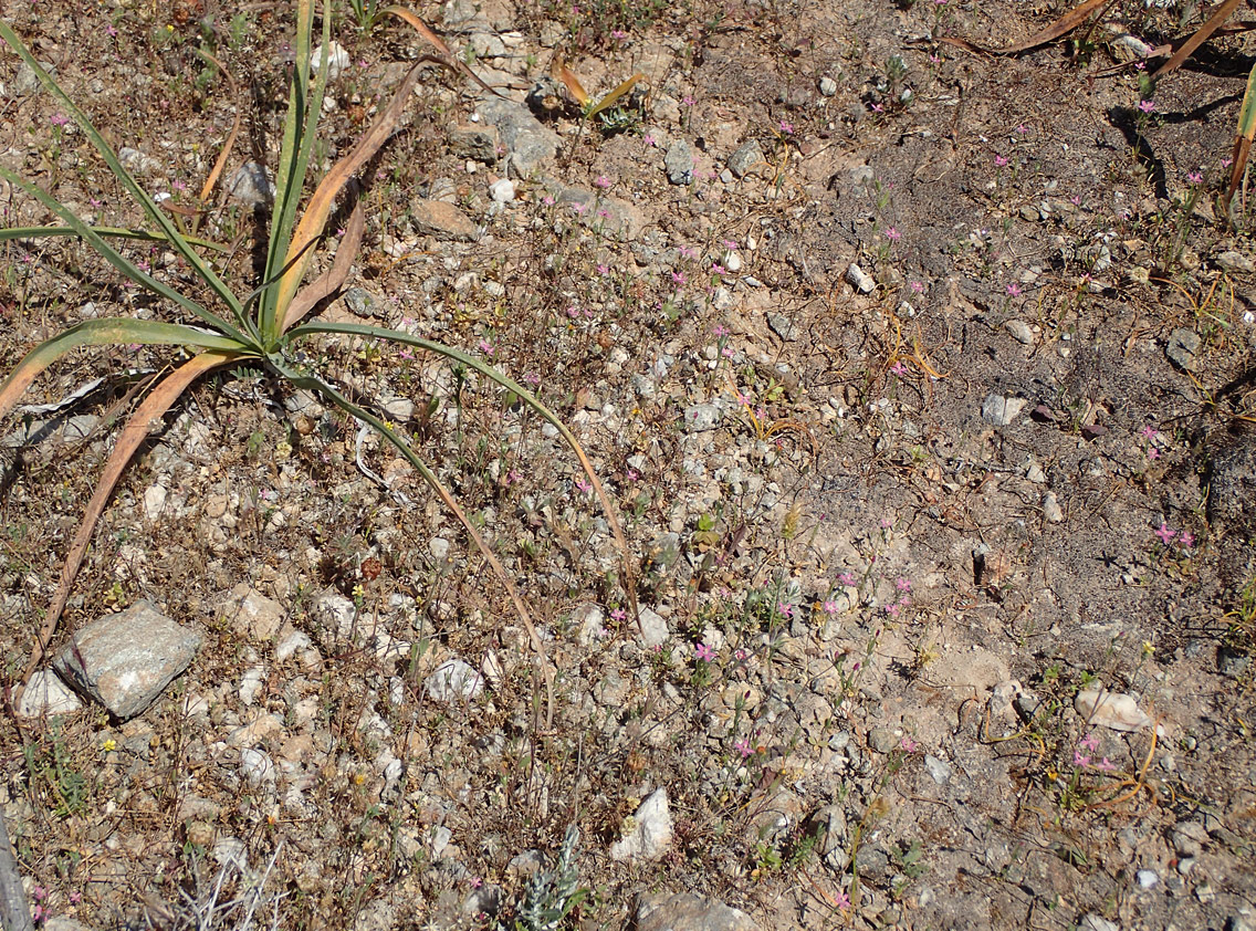 Image of Centaurium pulchellum specimen.