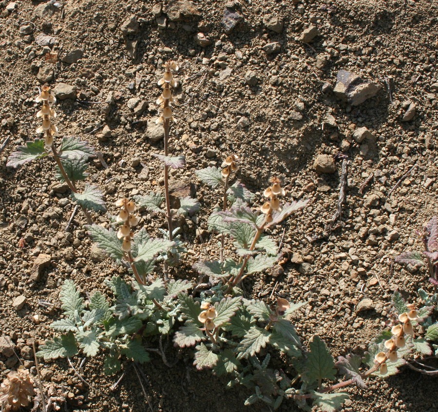 Image of genus Scutellaria specimen.
