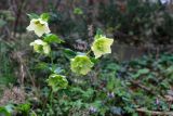 Helleborus caucasicus. Верхушка цветущего растения с завязавшимися плодами. Краснодарский край, Туапсинский р-н, долина ручья Красный Водопад, широколиственный лес. 02.04.2013.