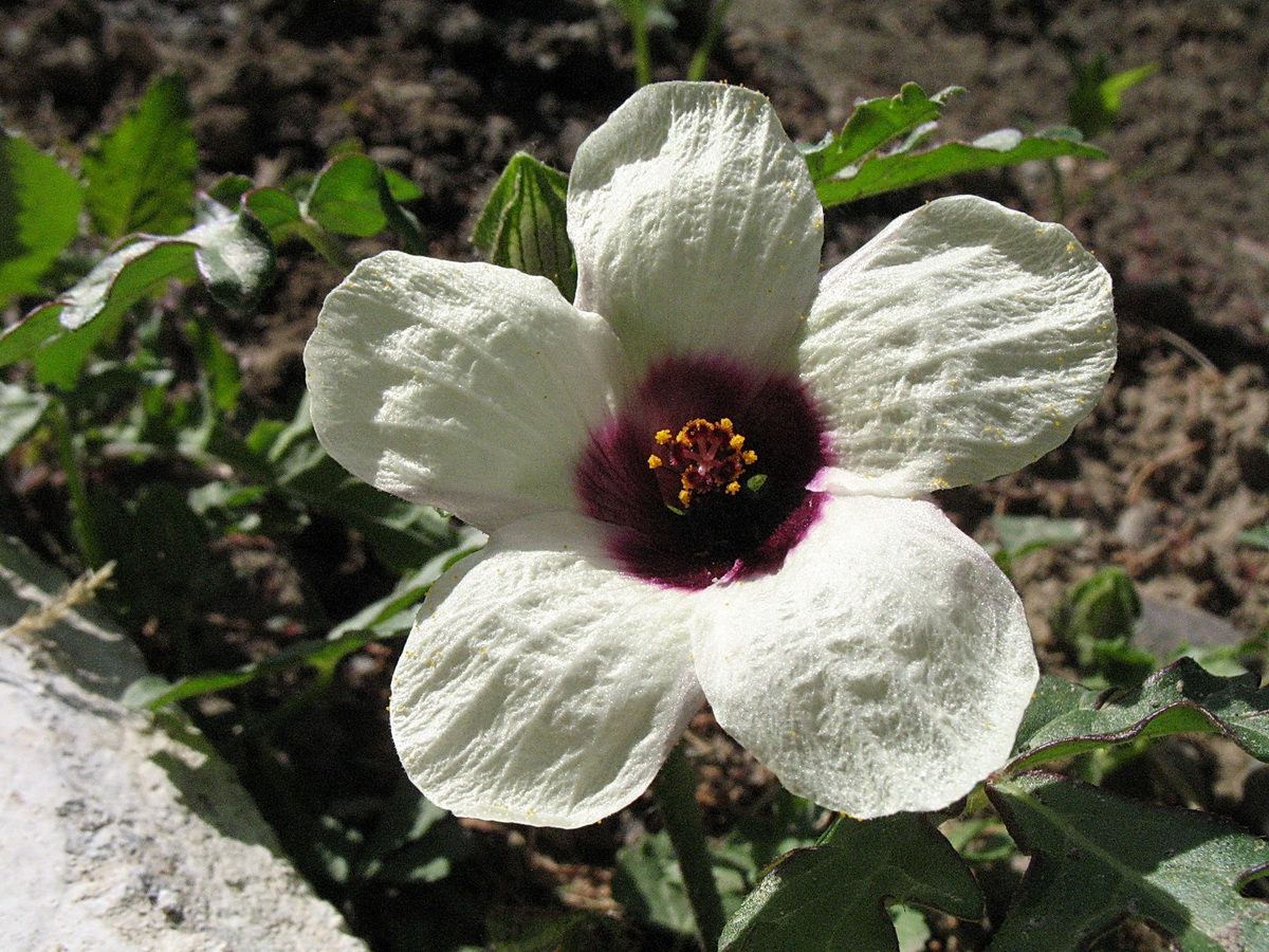 Image of Hibiscus trionum specimen.