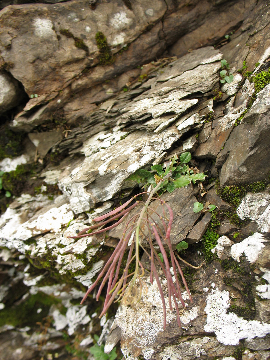 Image of Arabidopsis arenosa ssp. borbasii specimen.