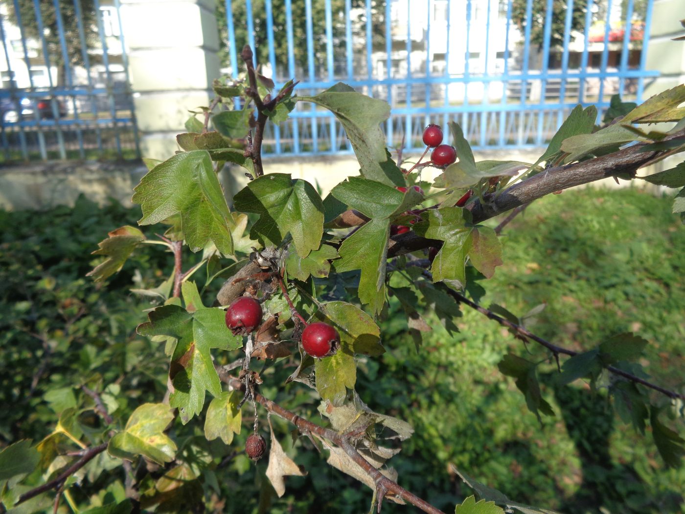 Изображение особи род Crataegus.