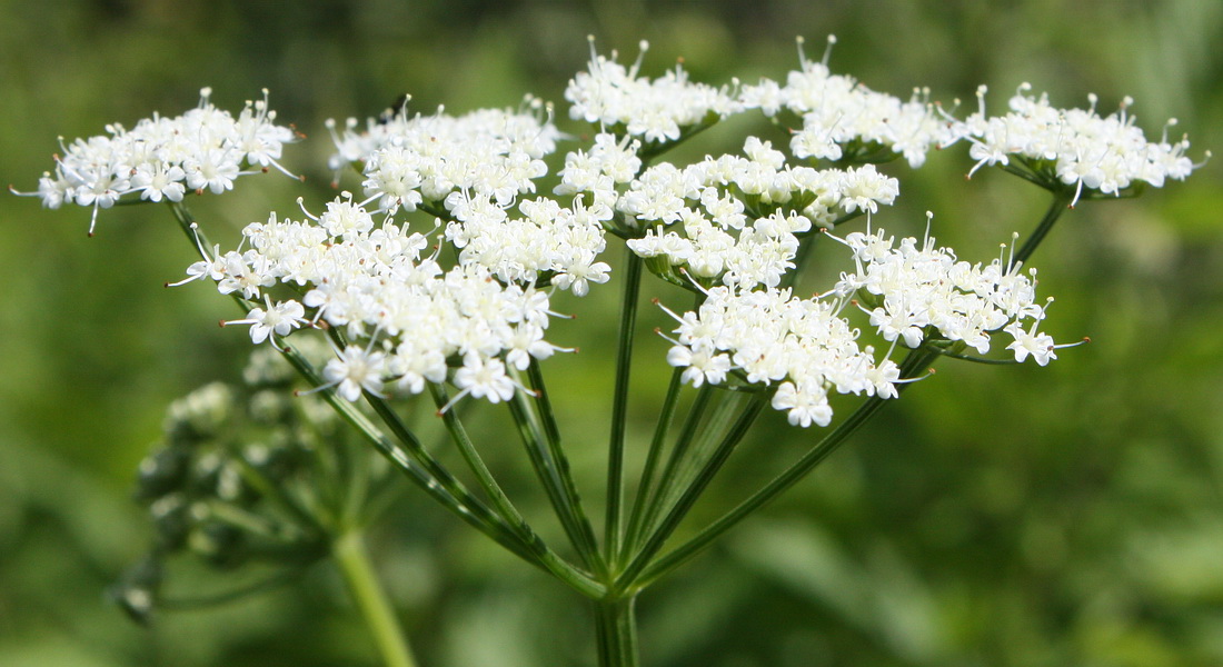 Image of Aegopodium podagraria specimen.