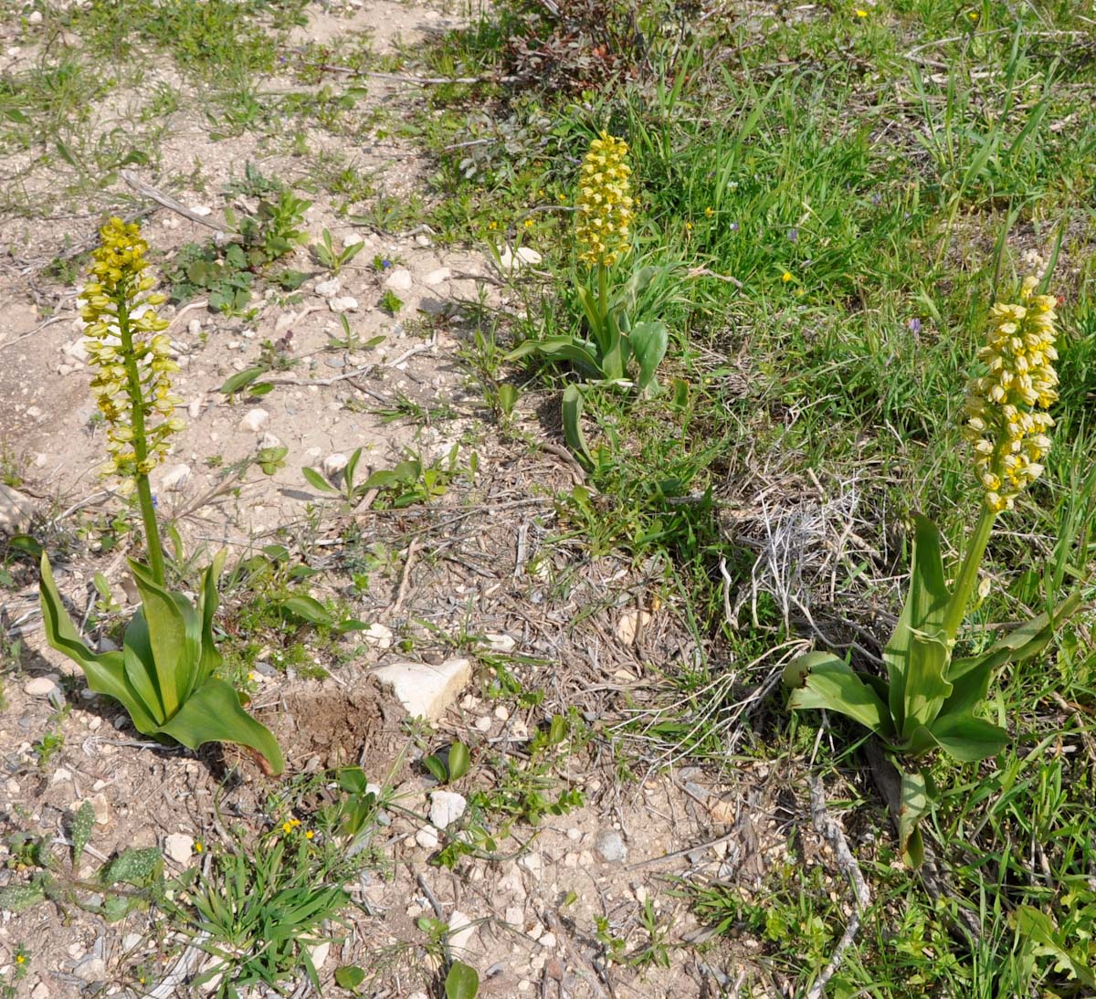 Изображение особи Orchis punctulata.