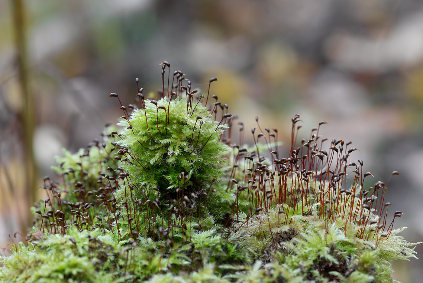 Image of Brachythecium salebrosum specimen.