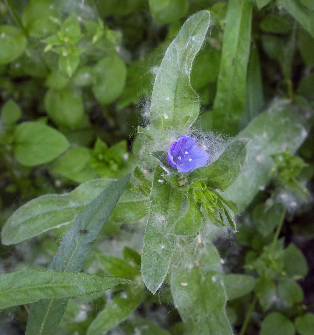 Image of Echium vulgare specimen.