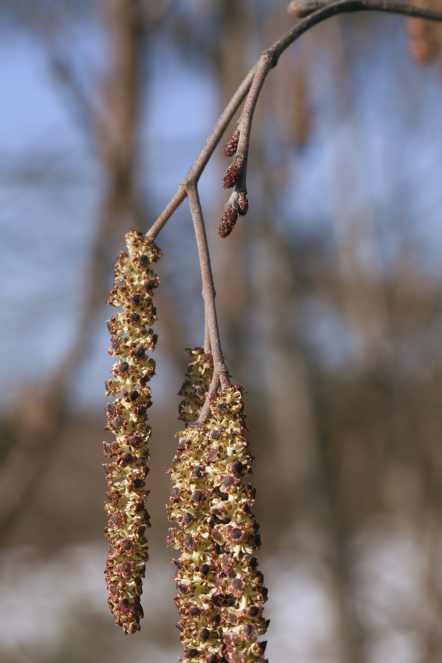 Изображение особи Alnus incana.