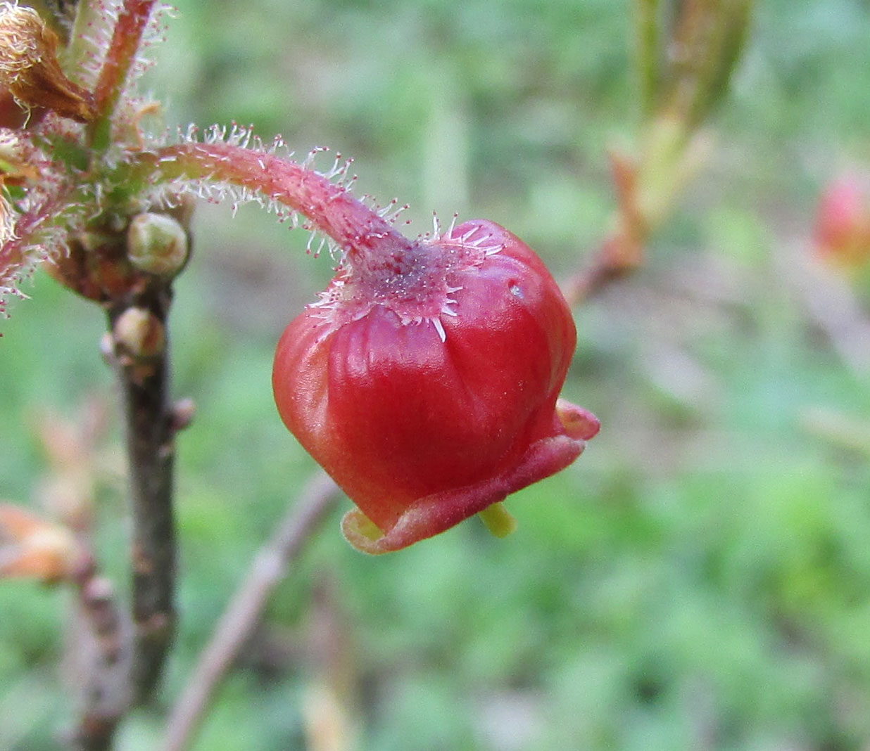 Image of Menziesia pentandra specimen.