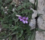 Erodium cicutarium