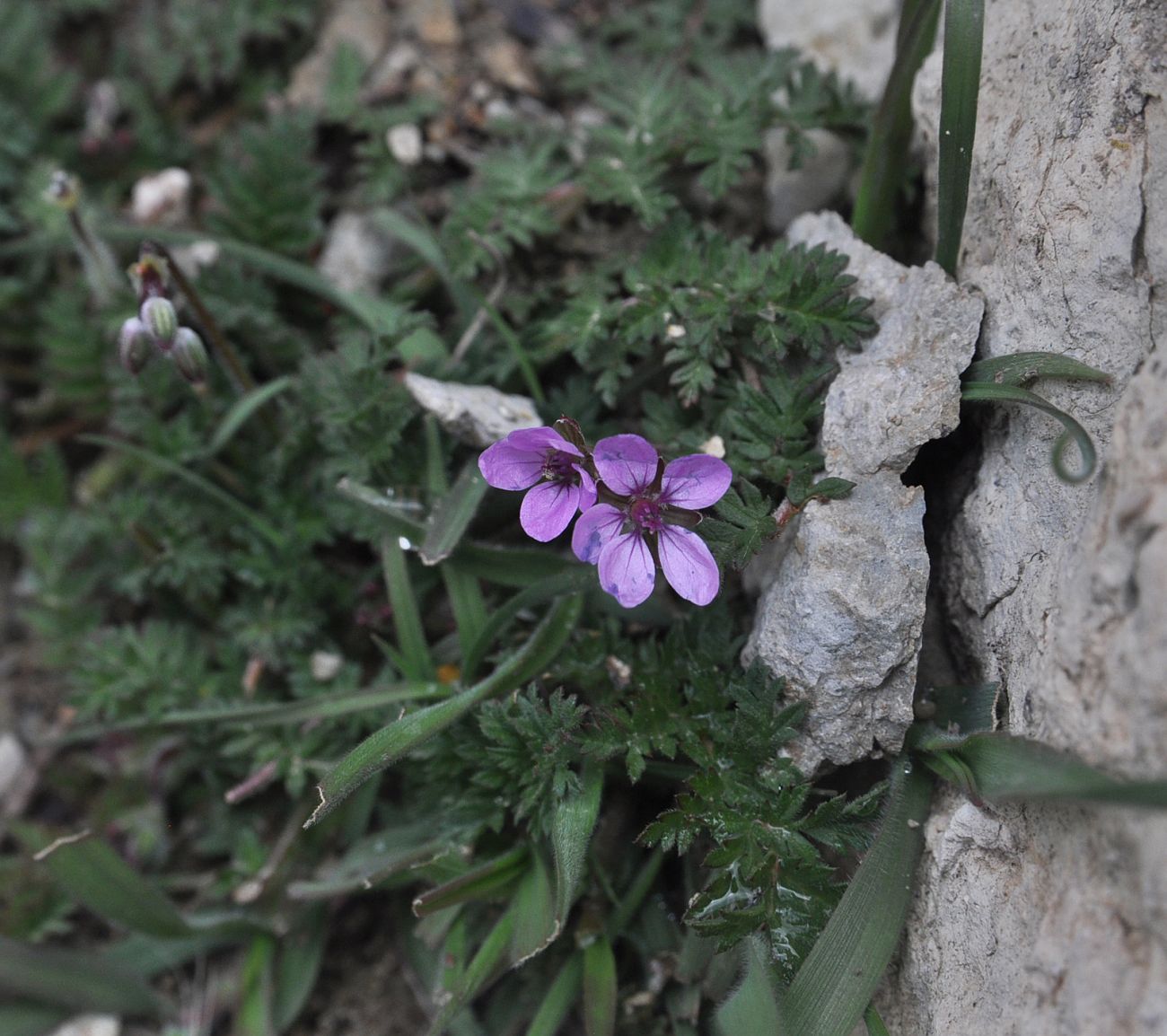 Image of Erodium cicutarium specimen.